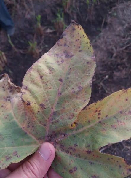 الورق ده ظهر عندي في القطن ايه المرض وايه العلاج